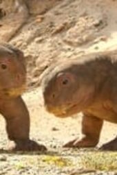 Nonton Film Life on Our Planet Season 1 Episode 4 Terbaru