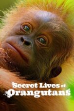 Nonton Film Secret Lives of Orangutans (2024) Terbaru