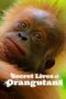 Nonton Film Secret Lives of Orangutans (2024) Terbaru