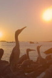 Nonton Film The Dinosaurs Season 1 Episode 4 Terbaru